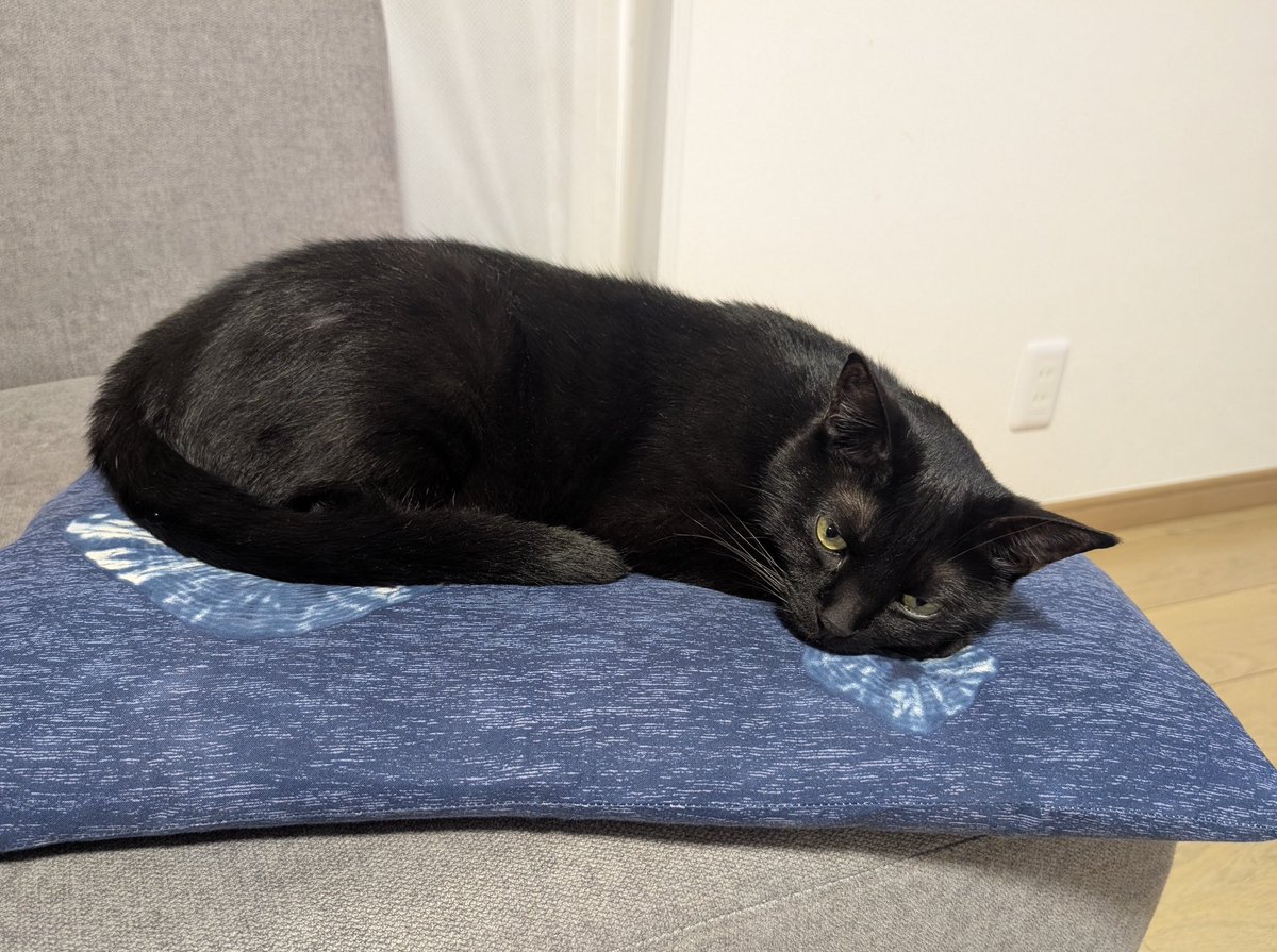 konekowohirotta's tweet photo. 3008日目。
黒猫のお気に入りの座布団を出したら、吸い込まれるように座布団へ吸い込まれていった黒猫。このままこちらの就寝時まで、ソファーで気持ちよく待っててくれるかな？と思ったが、5歳妹が寝室へ寝に行くと颯爽とついていき結局気持ちよくくっついて寝ていた https://t.co/QQXgn6VAZN