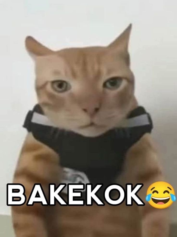 barbexque's tweet photo. https://t.co/hBN1sz3Dox
