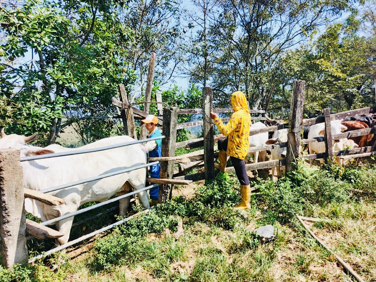 Agricultura_CZ7's tweet photo. #Loja | 🐄 La Oficina Técnica del MAG en #Puyango, a través del proyecto PIDARA, brindó asistencia técnica en chequeos ginecológicos y diagnóstico de gestación bovina a productores de la parroquia Alamor. Estas acciones fortalecen el mejoramiento genético del hato. https://t.co/FZXFspYnXl