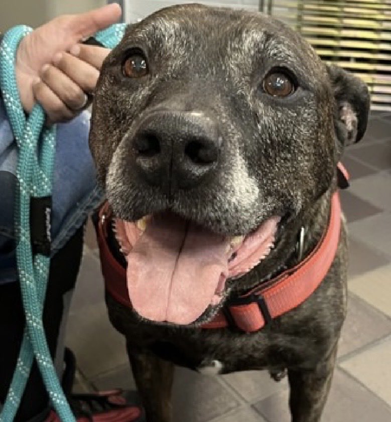 MoishesMom's tweet photo. 🚨Senior Dumped 2️⃣💉NYC🚨
This is what it looks like to be 1️⃣3️⃣years old and your “human” surrenders you to a municipal 💉pound…Loki is still happy, smiling, while his dumper holds his lead….
Loki’s Bio ℹ 🔗 ⬇️
https://t.co/4942sht1j0
This beautiful bereft Brindle boy is 1️⃣3️⃣ years old & he arrived as a surrender to the Manhattan Pound in NYC 8️⃣ days ago…he’s 9️⃣4️⃣pounds..
This debonair dude with the cutest tongue out pic sporting that tiny red hat could be yours by ✍️ a DM to
@notthesameone2
Loki has living to be had…Will it be🫵🏻who takes him 🏡