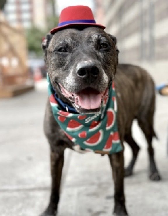 MoishesMom's tweet photo. 🚨Senior Dumped 2️⃣💉NYC🚨
This is what it looks like to be 1️⃣3️⃣years old and your “human” surrenders you to a municipal 💉pound…Loki is still happy, smiling, while his dumper holds his lead….
Loki’s Bio ℹ 🔗 ⬇️
https://t.co/4942sht1j0
This beautiful bereft Brindle boy is 1️⃣3️⃣ years old & he arrived as a surrender to the Manhattan Pound in NYC 8️⃣ days ago…he’s 9️⃣4️⃣pounds..
This debonair dude with the cutest tongue out pic sporting that tiny red hat could be yours by ✍️ a DM to
@notthesameone2
Loki has living to be had…Will it be🫵🏻who takes him 🏡