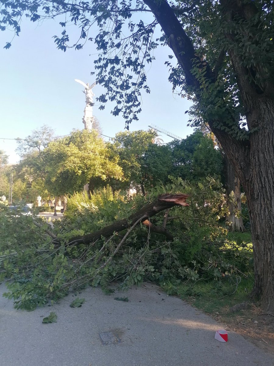 blancattp's tweet photo. Acaba de caer una inmesa rama de un árbol junto al Pabellón Mudejar del Parque de María Luisa en Sevilla. Afortunademente no pasaba nadie en ese momento. @Ayto_Sevilla @jlsanzalcalde @EmergenciasSev #Sevillahoy https://t.co/u5Nqu3rQOA