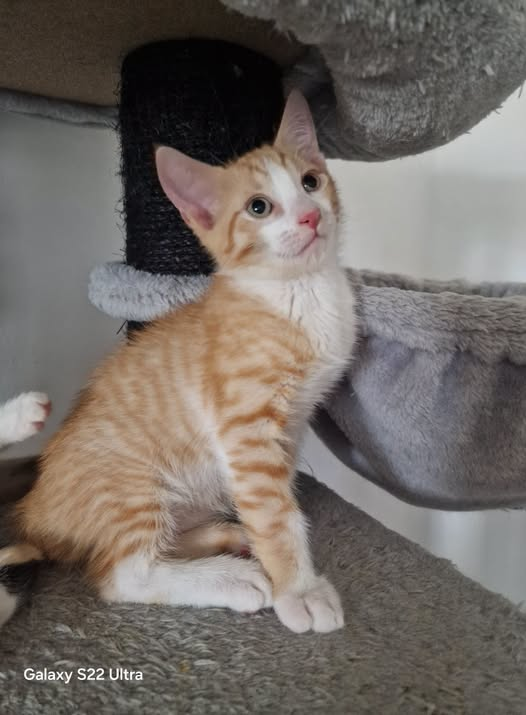 avataramg88's tweet photo. GIANNI , cucciolo di due mesi e mezzo, buono e affettuoso, cerca casa in appartamento o lontano da strade trafficate a Ferrara e prov.  Sterilizzazione obbligatoria.
Per info, Debora al 349 2984212. Mandate un messaggio con presentazione e verrete contattati. https://t.co/NJ7SqyAotJ