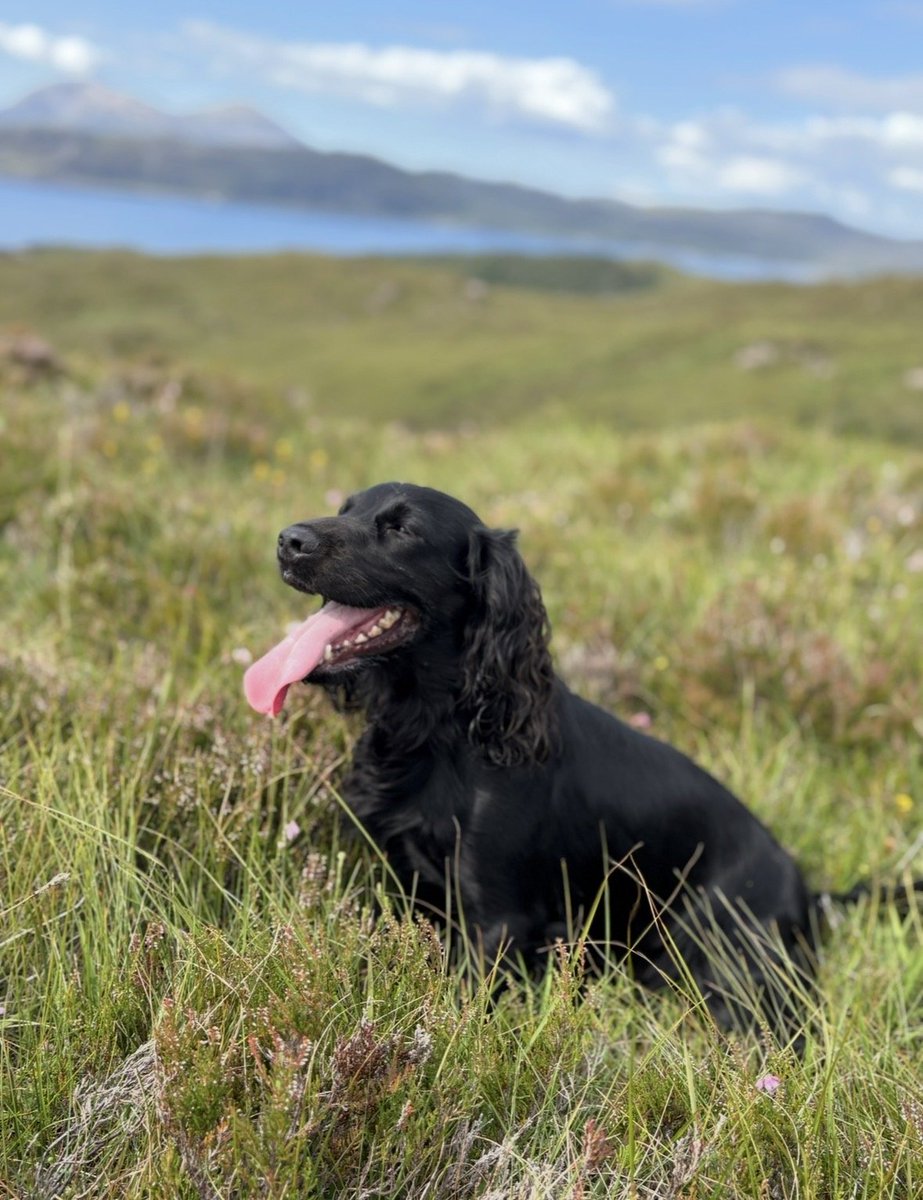 millypod1's tweet photo. ๐12 July 2026 #Lost Inca #ScanMe
Cocker Spaniel Female
#GlenShiel a spectacular, glacially-carved glen in the Scottish Highlands #IV63 #Highland #Inverness
nr #A87 #Scotland
https://t.co/xEzzu3P8Yq https://t.co/S6TZL89HCn