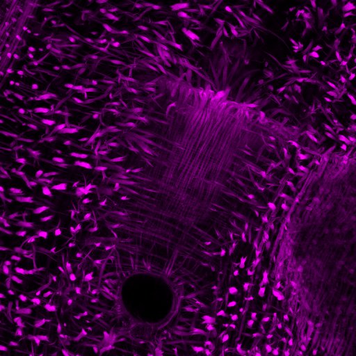 Stowers Institute tweet media
