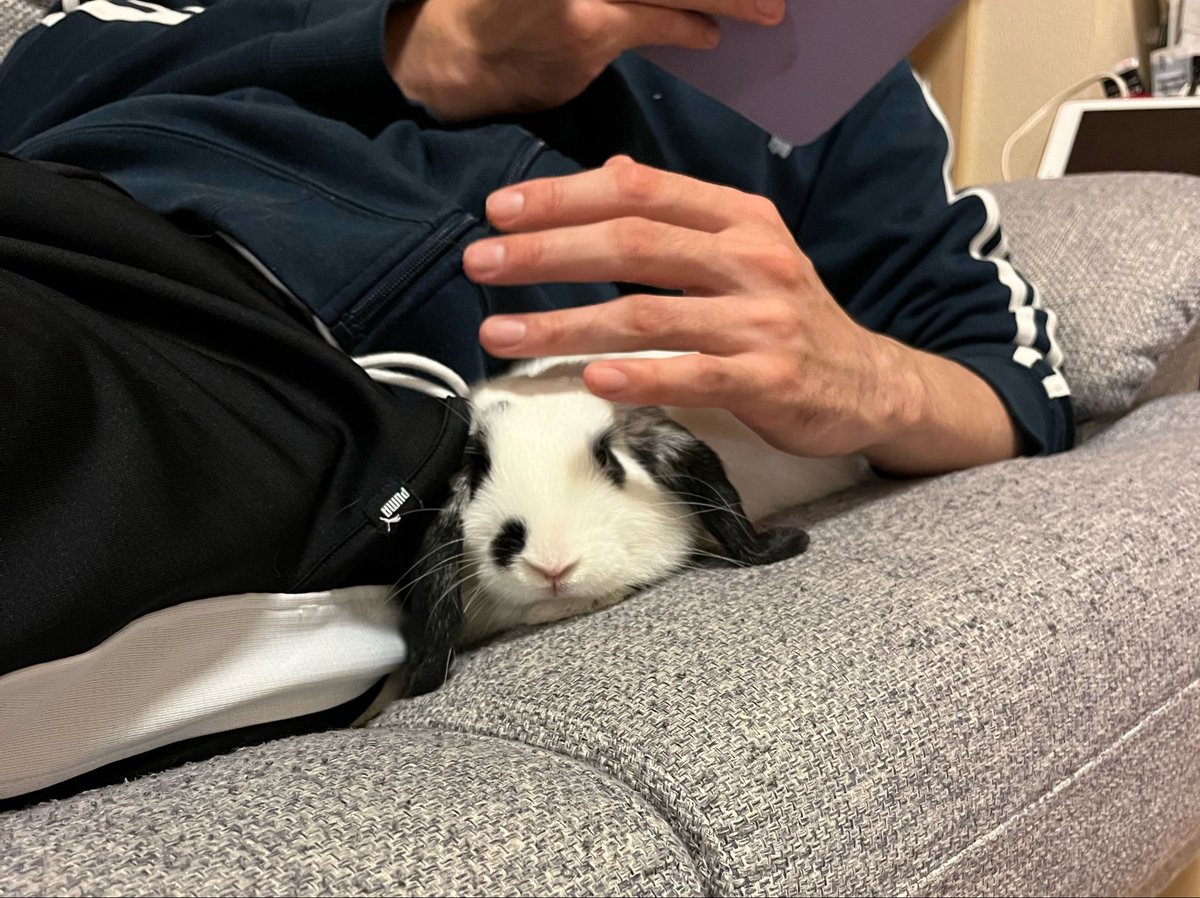 うさぎです 人慣れしすぎなうさぎ