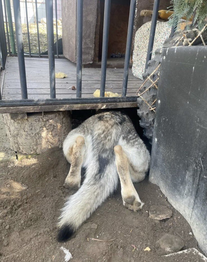 CAGEDHOUNDZ's tweet photo. not now owner, puppy is getting its daily source of stimulation from spending time in The Hole. https://t.co/x66AKEKMLG