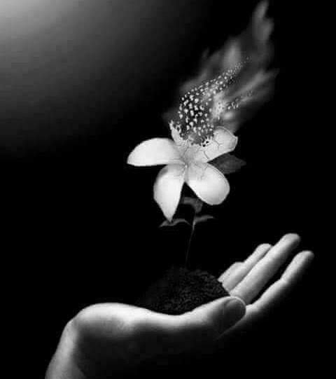 VioletteSuya's tweet photo. "He amado la oscuridad profunda, el silencio y la noche, y las pálidas flores que florecen sin luz." — Renée Vivien.

​Mi mente es ese jardín prohibido donde las violetas se marchitan por la ausencia de su presencia. ⛓️💋⛓️ https://t.co/O72uSxbOGv