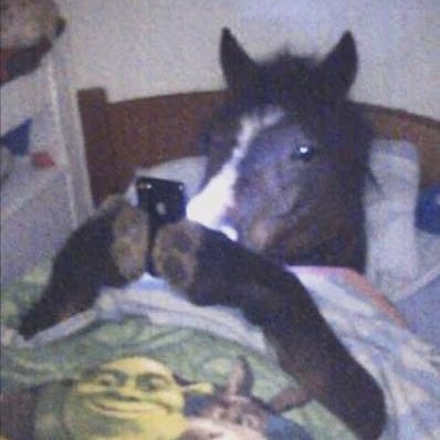 DoinkDaHorse's tweet photo. Super excited for what is to come! 🐴

Big things soon, i can’t wait.. https://t.co/Hr1jy0OCrE