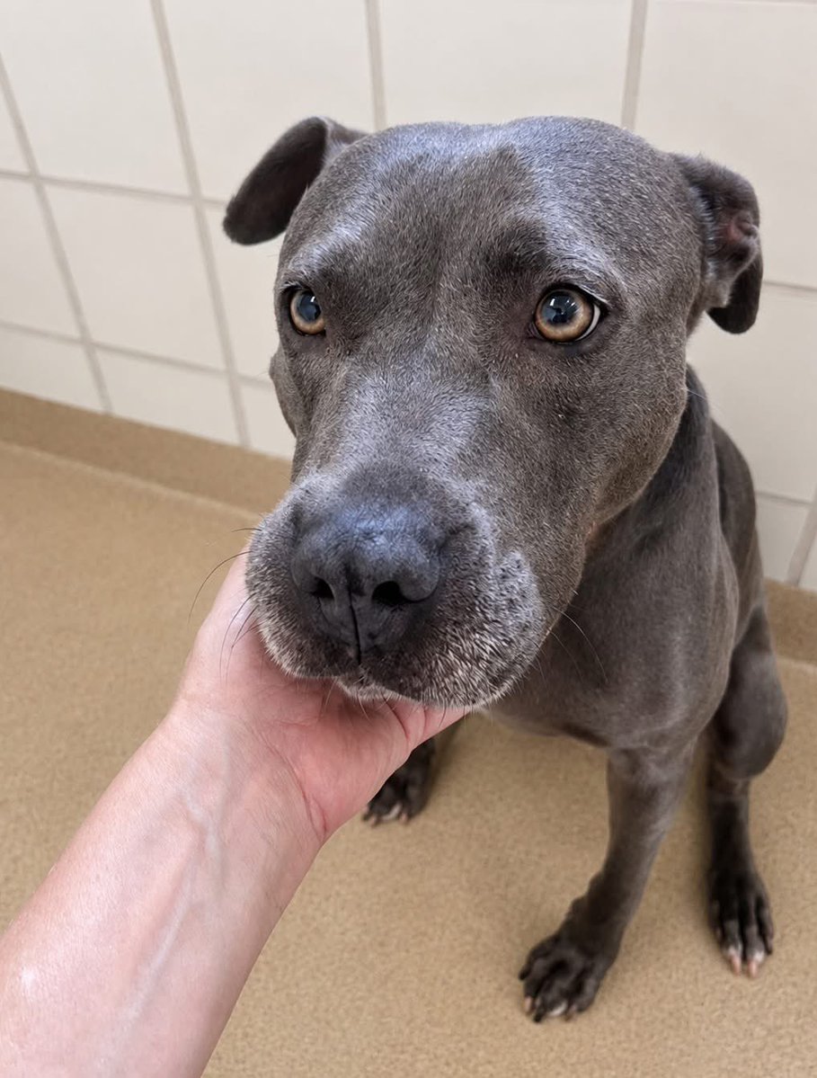 dogs_dc's tweet photo. Monday, July 13, 2026

PLEASE🙏 share for:

Montgomery County Animal Services and Adoption Center
7315 Muncaster Mill Rd.
Derwood, MD 20855

(240) 773-5900

I LOST MY FAMILY❤️. I THOUGHT THEY'D COME LOOKING. THEY DIDN'T — BUT MAYBE YOU WILL🙏. 

Hi. I'm Sky🐾🐾. 
I'm three years old, 67 pounds, with a deep blue coat and a calm that comes easy — like clouds passing by. Maybe that's where I got my name.

I was found wandering between Stewart Lane and Columbia Pike. I lost my family. I've been at MCASAC a few weeks now. I thought they'd come looking for me. I'm still here, so I'm doing my best to accept that this is my temporary home for now.

☁️ WHAT I'VE LEARNED HERE ☁️
I love when the volunteers come to walk me and give me love. I'm not sure I've had it in the past — and it sure feels good. They rub my hind end and I just come undone: first I sit, then I lie down, then I stretch all the way out, and then I roll onto my back so you've got easy access for belly rubs. After that, I like to sit beside you in the grass, taking in the comfort of the warm sunshine. I'll even put my chin right in your lap.

I'm ready to go all in.

🐾 A FEW THINGS ABOUT ME 🐾
🐾 I'm easy to walk. I turn around now and then to check — are you still there? I'm not lost, am I? No. Good.
🐾 I sit for treats.
🐾 I don't mind the other dogs barking. It's just noise to me.
🐾 My ears go way back when I'm happy. Look at the picture — you can see how much I love interacting with people.

☀️ THE ALL-IN PART ☀️
I never realized it before, but I was born to be loved by a family. I know that now. Most folks here say I'm a very easygoing gal — calm like the clouds passing in the sky. I'm ready to give someone everything I've got. I'm just waiting to find out it's you.

Come meet me. I'll be the calm blue one, checking over my shoulder to make sure you're still there.

📍 Montgomery County Animal Services and Adoption Center
7315 Muncaster Mill Road, Derwood, MD
📞 240-773-5960
Hours:
Monday: 12:00pm - 7:00pm
Tuesday: 12:00pm - 7:00pm
Wednesday: CLOSED
Thursday: 12:00pm -7:00pm
Friday: 12:00pm -7:00pm
Saturday: 12:00pm - 5:00pm
Sunday: 12:00pm - 5:00pm
*Adoption Center CLOSED to public on county government holidays.

Always adopt, don’t shop for a dog.🐾🐾

Rescue, Dogs, Rock!🐾🐾

In addition, please have your pets, spayed or neutered!
#adoptme
#rescuedogsrock
#adoptarescuedog
#fosterarescuedog
#fosteringsavesdogslives
#rescueismyfavoritebreed