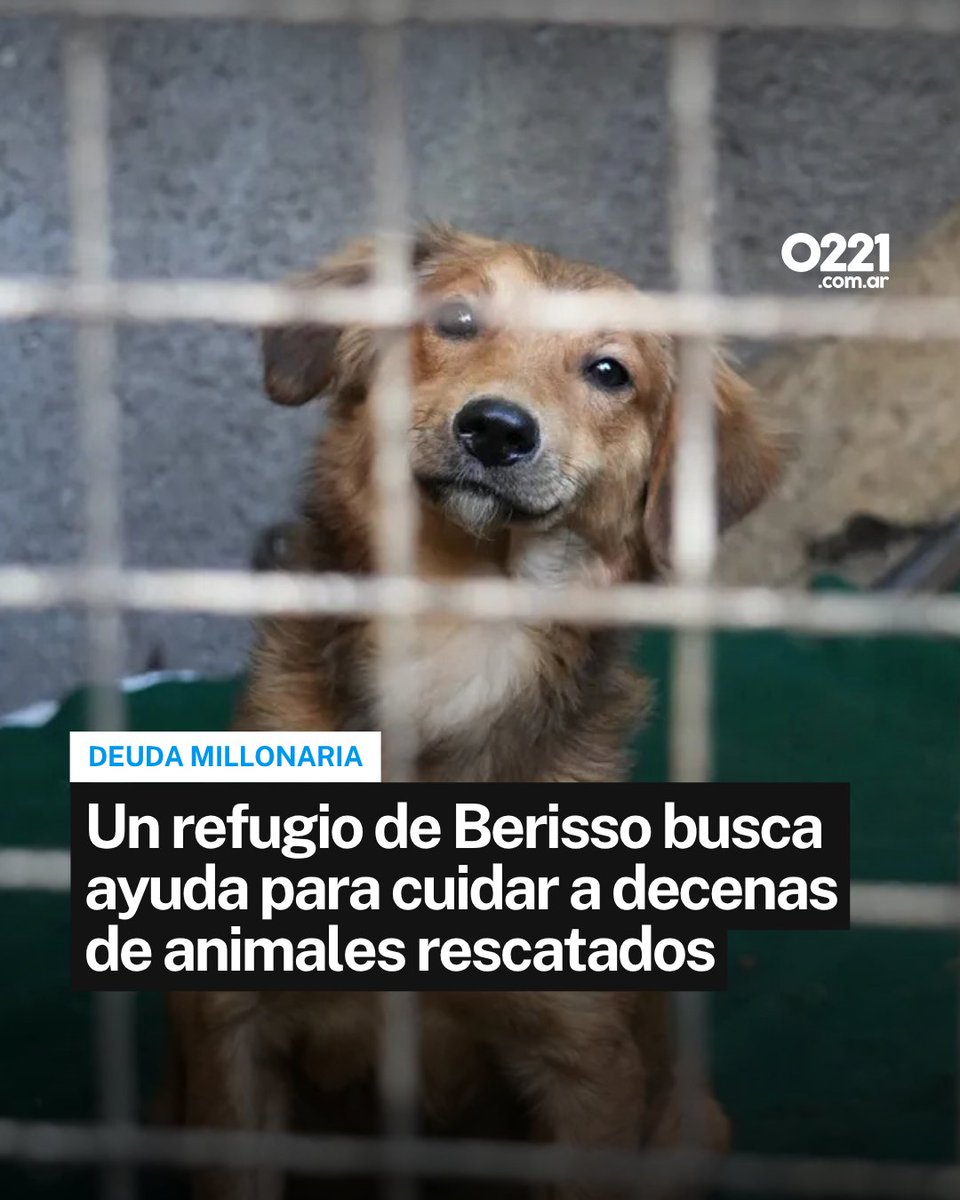 0221comar's tweet photo. PIDEN AYUDA URGENTE 🐶 El refugio Rescatando Vidas Callejeras  , de Villa Progreso (Berisso), atraviesa una grave crisis económica. Alberga a unos 30 perros rescatados, además de una oveja y un caballo, y acumula cerca de $2 millones de deuda con veterinarias.

🐾 Tatiana Santucho, integrante del espacio, explicó que las donaciones cayeron un 50% y que las deudas totales rondan los $3 millones. El refugio también necesita voluntarios para traslados, tareas diarias, viandas e insumos para los animales.

❤️ Quienes quieran colaborar pueden hacerlo con un aporte al alias rescatando.vidas1 (a nombre de Tatiana Santucho), comunicarse al 221 358-0589 o conocer más en su Instagram.