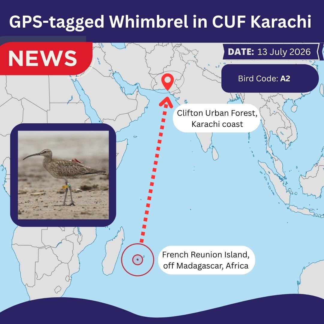 PakBirding's tweet photo. Bird Alert 📷
Africa-tagged Whimbrel (code A2) has migrated from Reunion Islands off the coast of Madagascar to @urban_clifton , Karachi as of 13 July 2026. 
Such urban hotspots provide shorebirds a safe place to feed, stage and revive during this trek of their migration journey. https://t.co/jlUuTg5aOR
