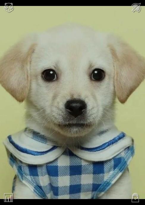 fjeanmichael's tweet photo. 对每一个生命都保持慷慨。小猫们会在深夜静静地注视着人们加班，它们沉默而体贴，温柔的陪伴缓解了加班带来的琐碎疲惫与孤独。 https://t.co/jntwbeBLrN