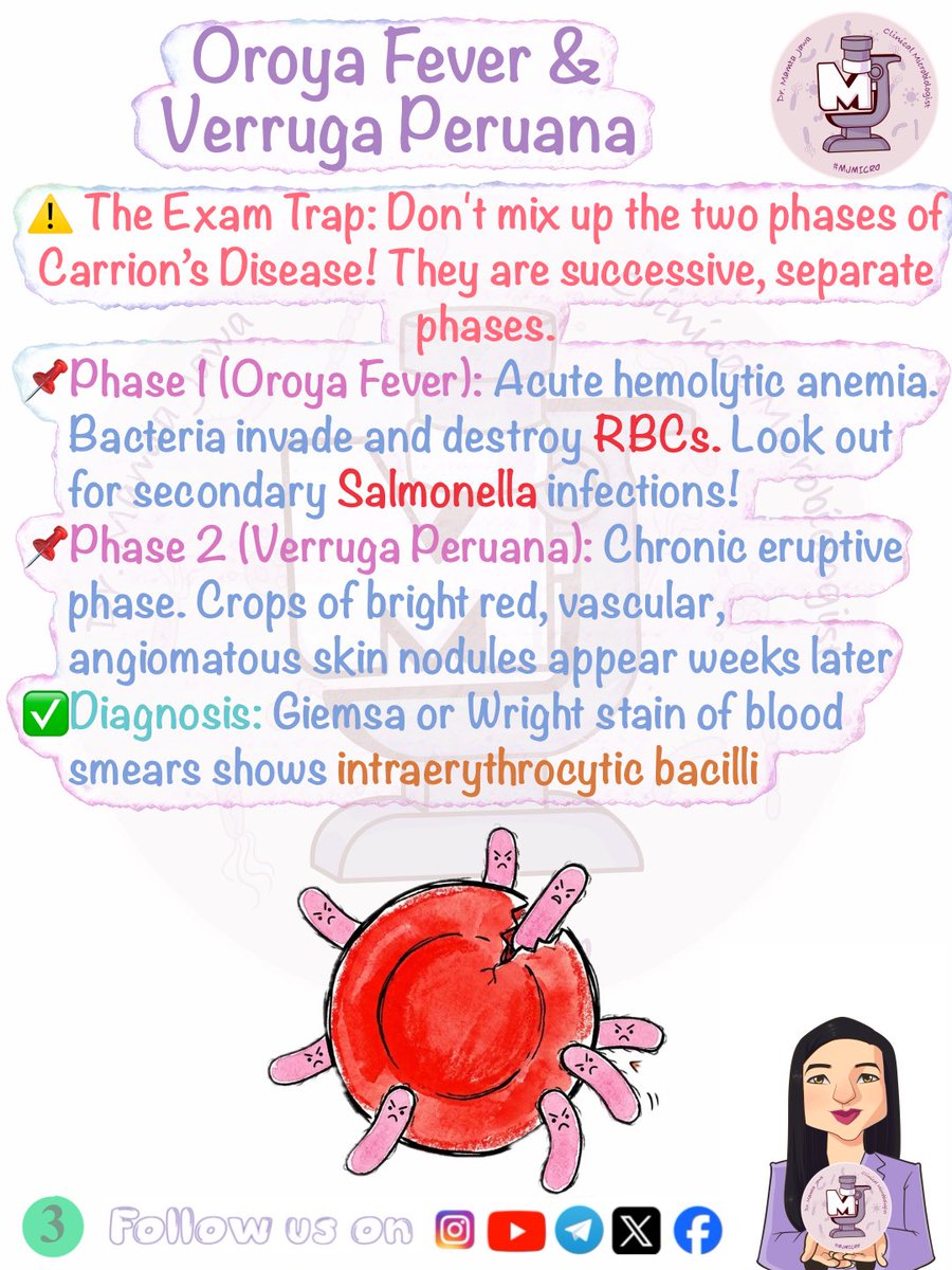 MJ_MICRO's tweet photo. Microbe Monday Masterclass β
π§Ώ (Slide 5 in comments)
#MamtaJawa #MJMICRO #MedTwitter #MedX #MedTwt #microbiology #microtwitter #neetpg #inicet #fmge #usmle #mbbs https://t.co/8vRJeeRRBz