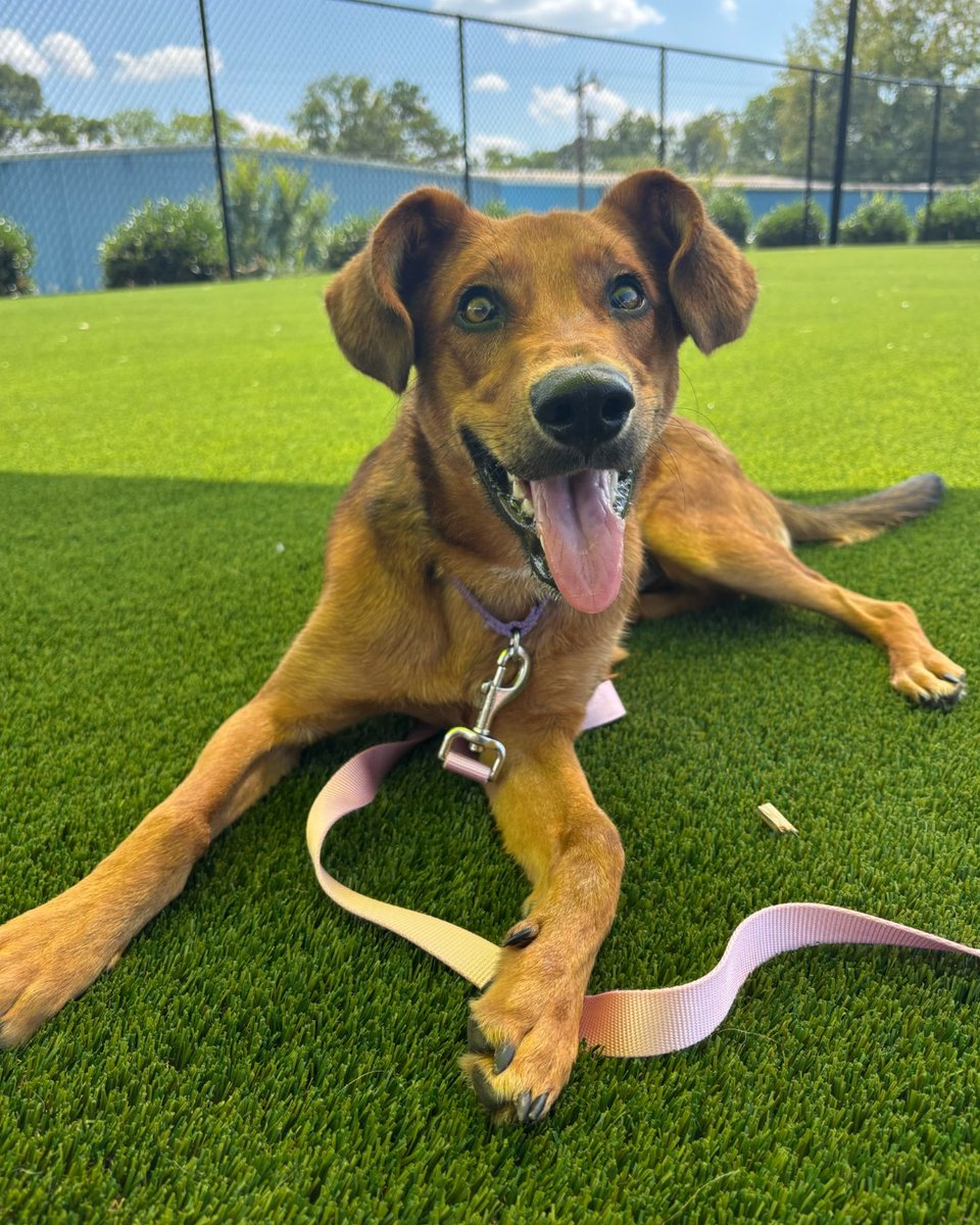 humanecharlotte's tweet photo. Gia is a 1yo mixed breed pup with love, curiosity, and playful energy to spare. She’s all about pets, affection, cuddle time, and a good play session with her people.

➡️ https://t.co/sq6QVcKBEL https://t.co/0lIXbxY3ij