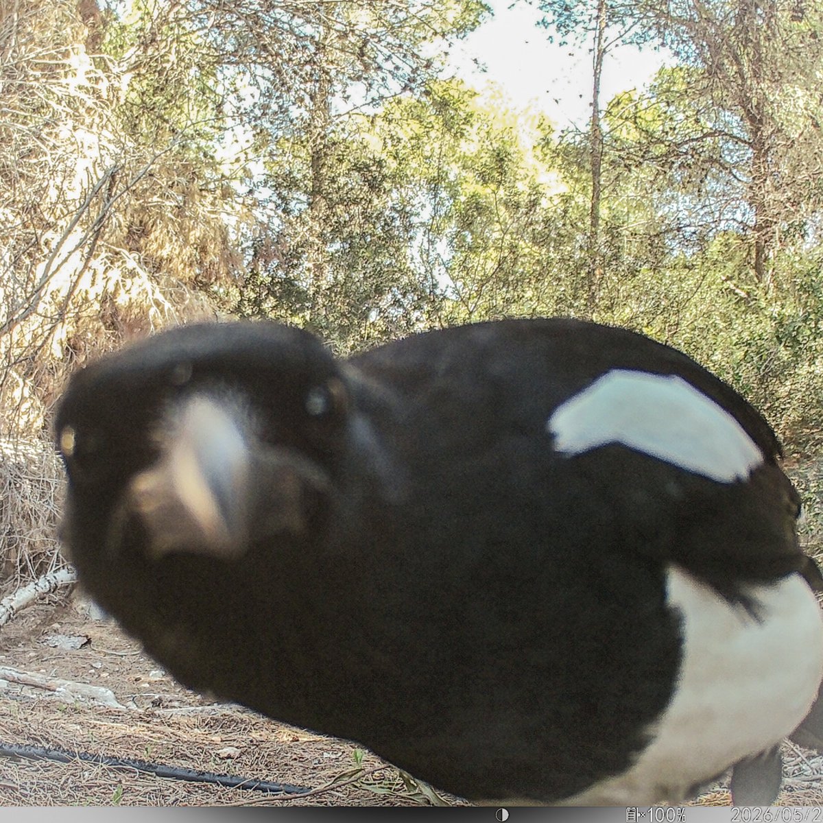 MaximVivo's tweet photo. Posar càmeres de fototrampeig té açò que de tant en tant s'acosta una blanqueta a vore si està gravant. 

#blanca #urraca #garsa #picapica #birdwatching #magpie https://t.co/u39MlRb7Bc