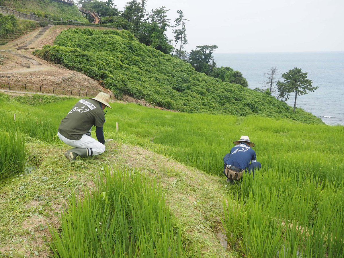 noto_senmaida's tweet photo. 7月12日（日）
オーナー草刈りイベント🌱🌱🌱
先月の草取りイベントは、残念ながら雨で中止となったため今年2回目のオーナーイベントとなりました。

約60人が畦草刈りをしてマイ田んぼをきれいにしました✨皆さん草刈りの世界に没頭。田んぼがきれいになると嬉しいし、何より風の通りが良くなり、稲が風をそよそよ受けて気持ち良さそう🌾

手刈りの草刈りは少しのコツを掴めばスムーズに刈り進めることができて楽しくなってきます🧑‍🌾

また次回のイベントでお待ちしています！！

 #令和6年能登半島地震 #能登豪雨 #輪島 #白米千枚田 #棚田オーナー