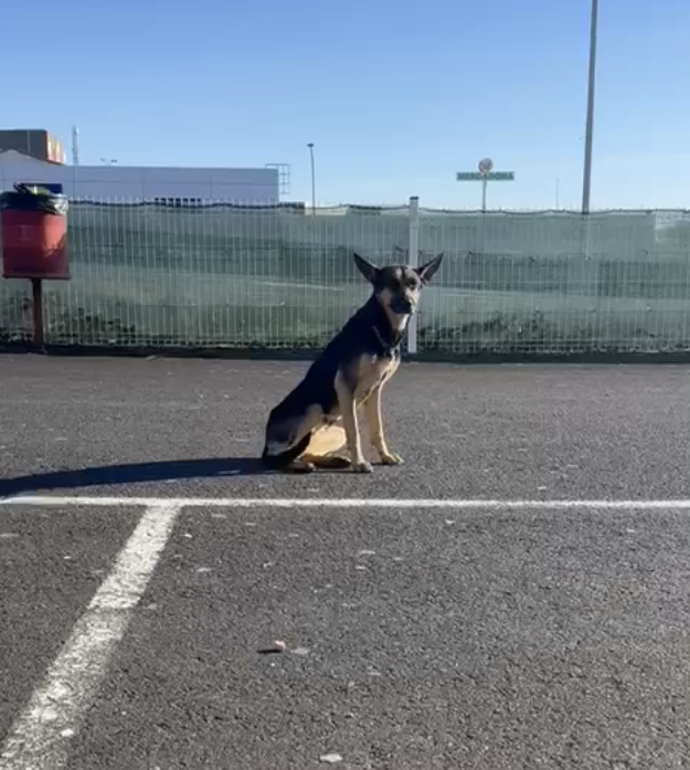 huelllla's tweet photo. Esta mañana se ha dado aviso de este perro por la zona de Alcampo en #SantiagoDeCompostela estaba muy cerca de la carretera, se avisó las autoridades, intentaron atraparlo pero no se dejó. Comió y bebió algo, pero volvió a escapar. Está muy delgado. Lo reconoces? Corre peligro! https://t.co/tlPiZlVZls