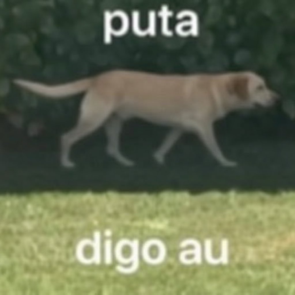 tododiacaes's tweet photo. De manhã passeando com os cachorros da minha cliente vi um moço pegando o cocô do cachorro e jogando o saquinho no chão falei educadamente que mais a frente tinha lixeira (ele estava indo pra mesma direção) e ele "eu sei" e continuou andando O FILHO DA PUTA NAO PODE CARREGAR O SAQUINHO DE MERDA POR ALGUNS METROS só respondi "ê nojeira"  e segui minha vida depois a rua fica um lixo a céu aberto e vão reclamar de políticos (q também são uns bosta) mas cada um tem que fazer sua parte