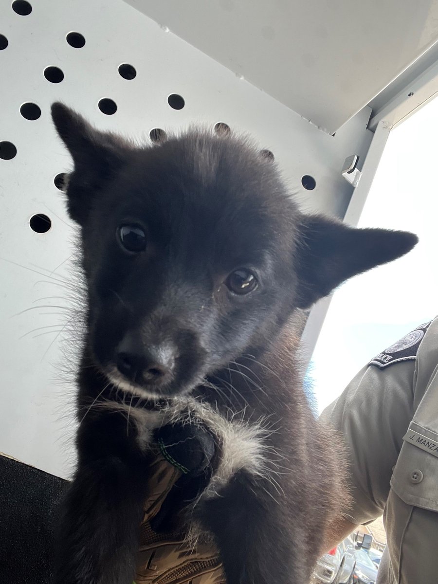 SP_Police's tweet photo. #SantaPaula, por favor, ayudadnos a identificar a quién pertenecen estos perros. Estos dos fueron encontrados por separado vagando por la ciudad. Si sabéis a quién pertenece alguno de ellos, llamad a nuestra línea para casos que no sean de emergencia: (805) 525-4474. https://t.co/vBPPS8OMBj