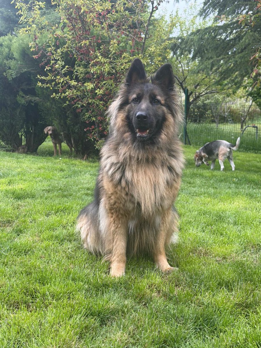 DogDeskAction's tweet photo. 🐾 Sacha Yuva Arıyor 🏡

📍 Ankara'da

🐾 Yaşı: Yaklaşık 3–4 yaşında, dişi Alman Kurdu. Kısırlaştırılmış, mikroçipli ve tüm aşıları tamdır.

🐾 Hikâyesi: Sacha, sokakta aşırı zayıf ve ağır uyuz nedeniyle çok kötü durumda bulundu. Gördüğü tedavinin ardından tamamen iyileşti ve bugün sağlıklı, güçlü ve heybetli bir köpek olarak yeni ailesini bekliyor.

🐾 Karakteri: Temel itaat eğitimi almıştır. Hareketli, enerjik ve son derece sosyal bir köpektir. İnsanlarla ve diğer köpeklerle çok iyi anlaşır. Kedili evler için uygun değildir.

❤️ Sacha, kendisini sevecek ve ömür boyu yanında olacak bir aile arıyor. Ona hak ettiği ikinci şansı vermek ister misiniz?

#YuvaArıyor #Sahiplen #SatınAlmaSahiplen #KöpekSahiplendirme #Ankara #CanDost #BirYuvaBirHayat #HayvanSevgisi #SokakHayvanları #YuvaOl
