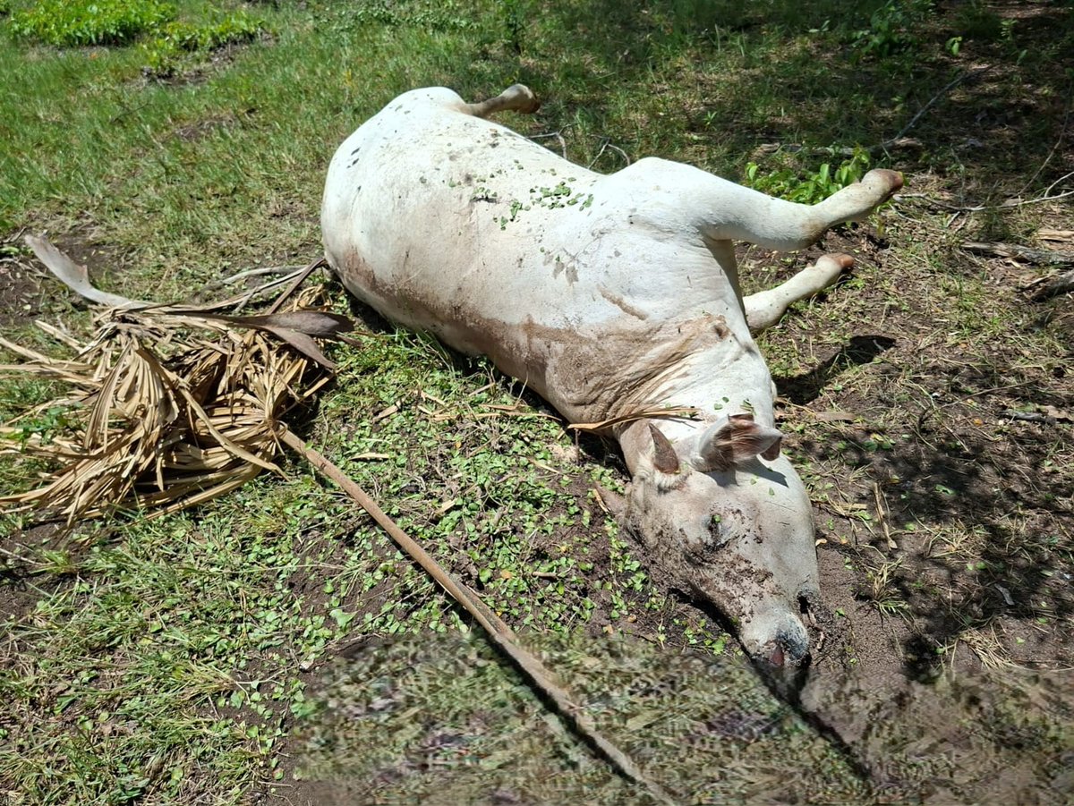 FANCampoVida's tweet photo. AMIGOS SOCIOS GANADEROS DE TABASCO 🇲🇽FanCampo - FanVida atendió aviso de siniestro por la muerte de bovinos 🐂por Clostridiasis🦠 se continúa el proceso para dictaminación. #CNOG #Tabasco Secretaría de Desarrollo Agropecuario, Forestal y Pesquero de Tabasco #AMSDA #Todos #bovinos https://t.co/7d5NC81ZOT