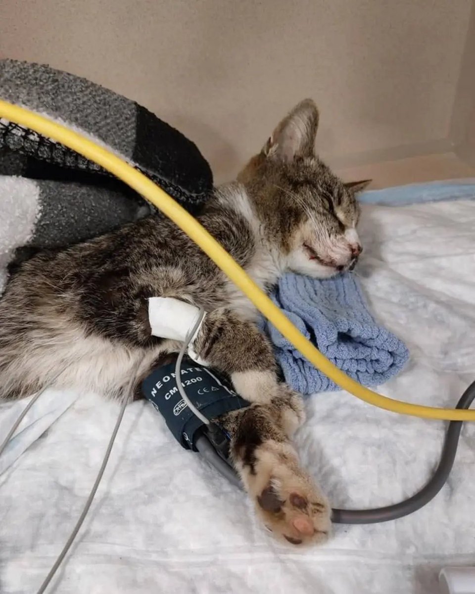 u9jqt136972jdjc's tweet photo. We were contacted about a lethargic cat laying on the side of the road. She was crying in pain, unable to get up. At first glance, it was clear that this cat didn't have much time, so without wasting a moment, we rushed to the scene, picked up the cat, and rushed her to the vet. https://t.co/2C2syMxNRf
