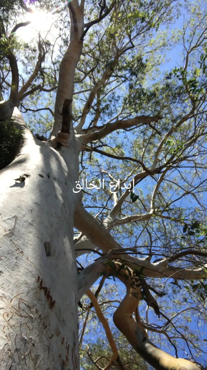 RAMALINE11's tweet photo. جمال #الجزائر https://t.co/JF9WcWEUFa