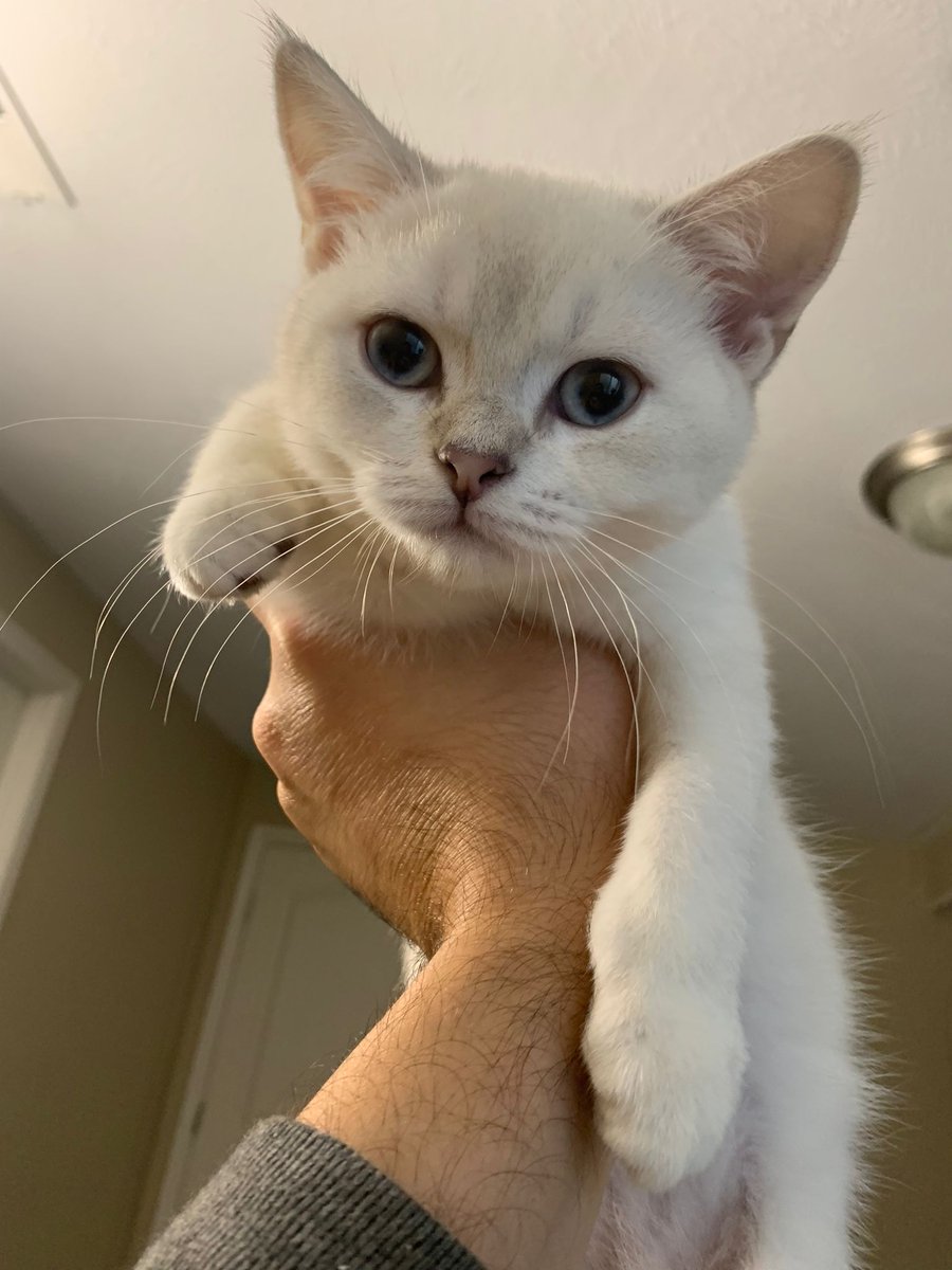 abdullahozkaldi's tweet photo. #scottish #cat #urbana #uiuc #champaign https://t.co/BKHpN9YtZz