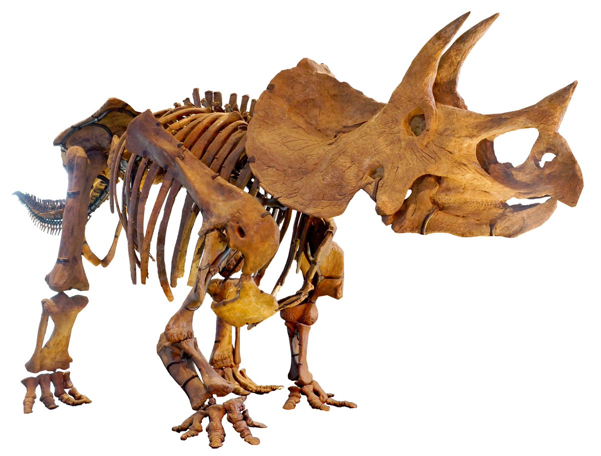 YutyTyrant's tweet photo. 🦖 Daily Paleo 🦖; Triceratops spp. 

From Late Cretaceous Western North America, "3 horned face" is the largest genus of ceratopsian at up to 10 tons. Their huge skulls are attached to their necks via a unique ball joint, and unlike other chasmosaurines, their frill lack holes https://t.co/luW5NTRsTU