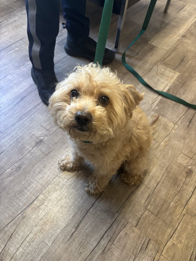 DemarestPd's tweet photo. If you know the owner of this good boy, he was found near Park Street and is currently at the Demarest Police Department. If you are the owner, or know who the owner is, please call (201) 768-1540. https://t.co/Ji2nziHmXq
