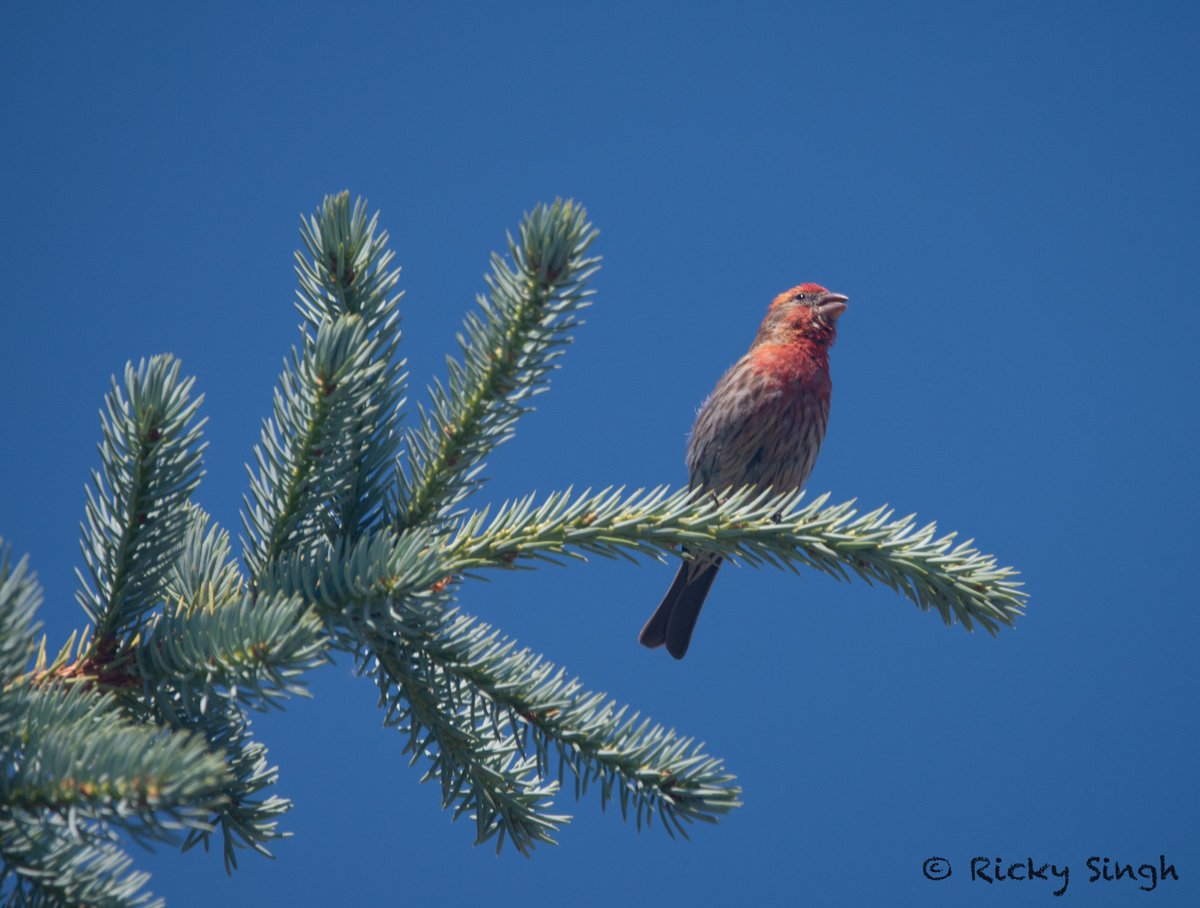 ricky703ca's tweet photo. House finch in da house.

#IndiAves #BBCWildlifePOTD #BirdsSeenIn2026 https://t.co/km1XUlncd9