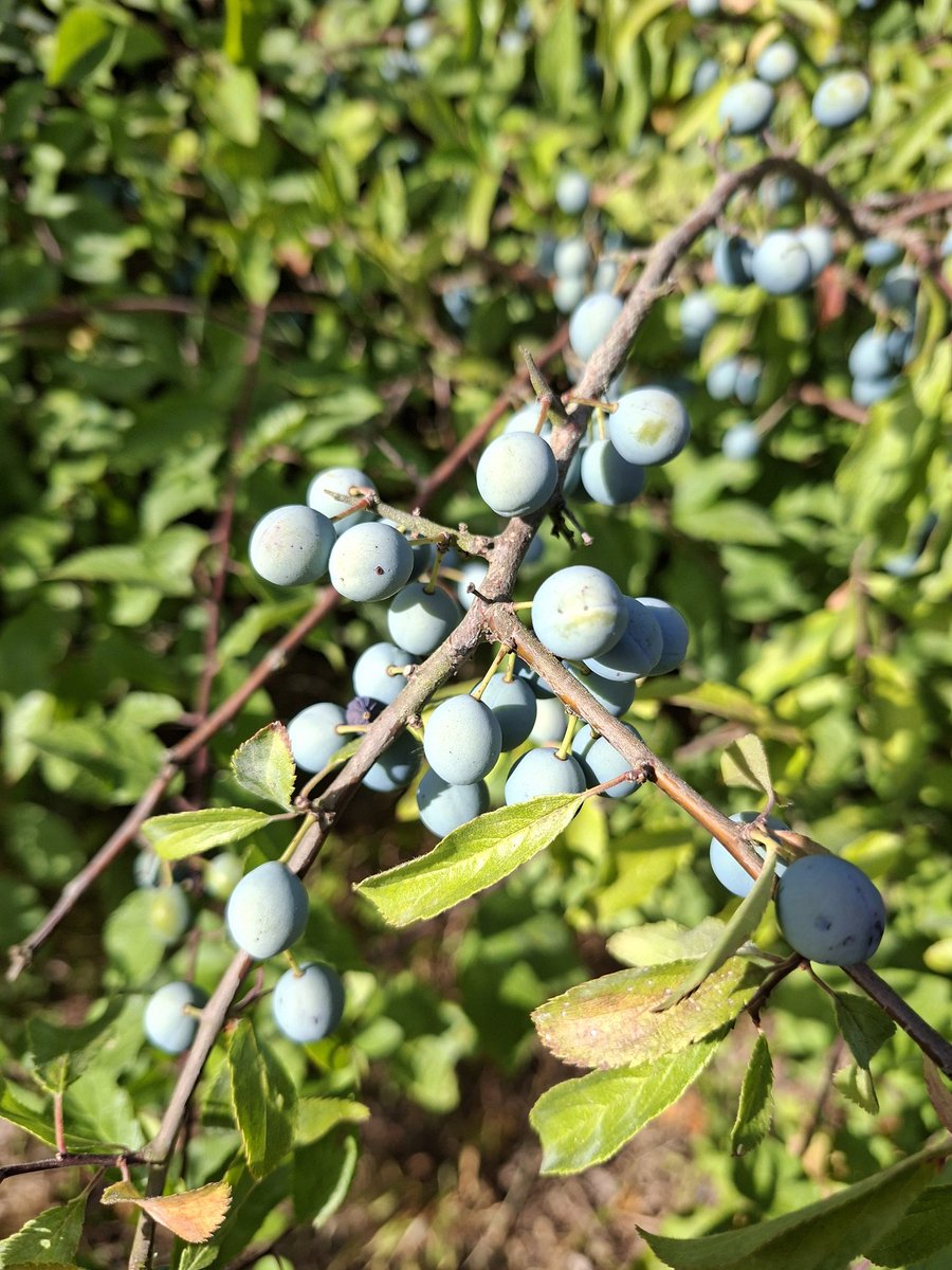 Damsonplums's tweet photo. Sloes sunbathing in mid July along the Watling Street #Leicestershire #Warwickshire border.
#blackthorn #A5 #berries https://t.co/yu3sNeI4IV