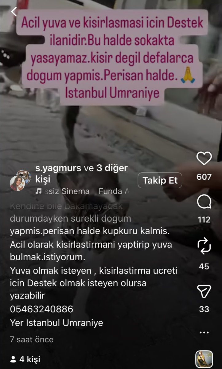 womanchildanima's tweet photo. Ümraniye 

PERİŞAN HALDE SOKAKTA‼️

Üst üste doğum yapmış ayağını sakatlamış

ACİL KISIRLAŞTIRILMASI VE KORUMAYA ALINMASI GEREK‼️‼️‼️ https://t.co/JDnl9cdJGV