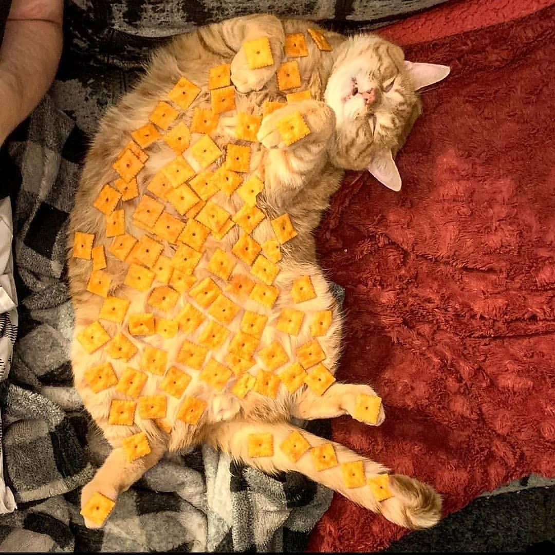 PunchingCat tweet picture