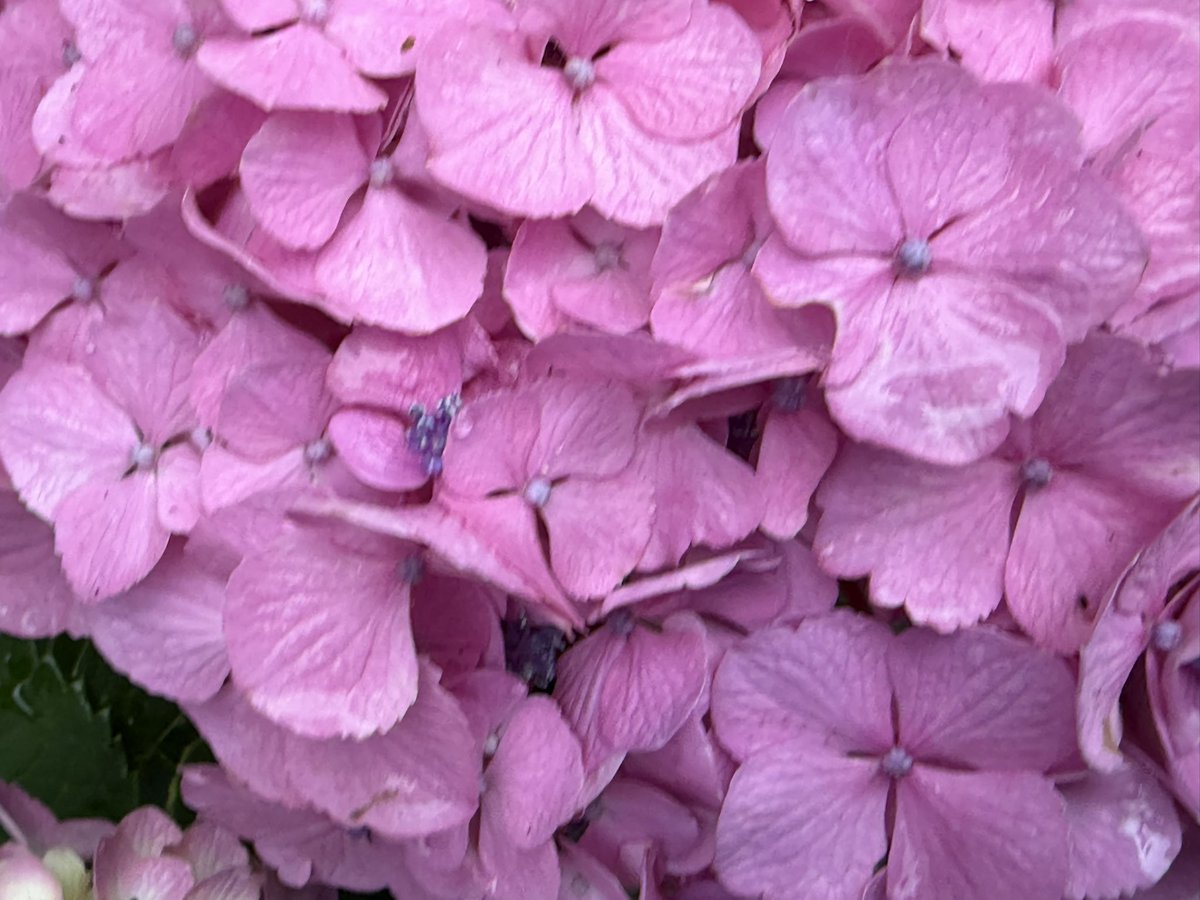 Yumijodo's tweet photo. おはようございます🌱🍃🫧
7月14日(火)☀️

西日本だけでなく東日本
晴れる所が多く
広い範囲で猛暑
関東は本格的な暑さ
北日本はすっきりしない天気
水分補給を行い
熱中症に気を付けて下さい🐈‍⬛🐾

優しい繋がりに感謝します
ありがとうございます💖

今日も宜しくお願いします🌸

素敵な一日を☘️🫧 https://t.co/xXLCcaueUp