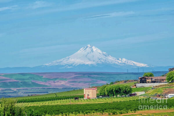 MarySharptonArt's tweet photo. "Good morning, my love! May your day be filled with joy and endless possibilities." ~ Unknown
Snowy MT. Hood Overlooking Green Fields Columbia River Basin Art Print #travelingWA #buyart #Beauty #Washington #MTHood #sceniclandscape #snowcapped #grape #vinefields #washingtonside #bluesky #artisagiftoflov #itis #mystyle #gentleday #photographicart #DMSDesigns #couple #ClearSkyLIne #sprintimecrossroads #pointA2B #StoryStyle #storytelling #uandme #iMissU #Love #hugs #itsfixable #haveabrilliantday #loveheals #playtime #worktime #lifetime #mylovinselah #moringvibes #coffeetime #LoveFaithSoul #DMSFineArt #towels #MarySharptonArt #myart #decor #Prints #Apparel #DianaMarySharpton #phonecovers #fineart4sale #puzzels #showercurtains #bathroomdecor
Artist Deck: https://t.co/HhTcW5apBO