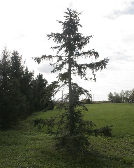 OleAsbjoernNess's tweet photo. We have found a beautiful Christmas tree for London. With all or love, and anyway you English prefer Eid now. https://t.co/M7ivPaldrQ