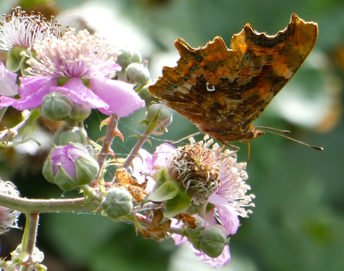 beatricegroves1's tweet photo. #Oxford commas 🧡🦋🤍
The beautifully burnished copper sheen &amp; scalloped wings of a comma nectaring on bramble flowers.
A splash of shade makes the tippex-ed punctuation mark on its underwing stand out brilliantly!
This is the mark after which the comma is named🦋 https://t.co/tALTT78mQY