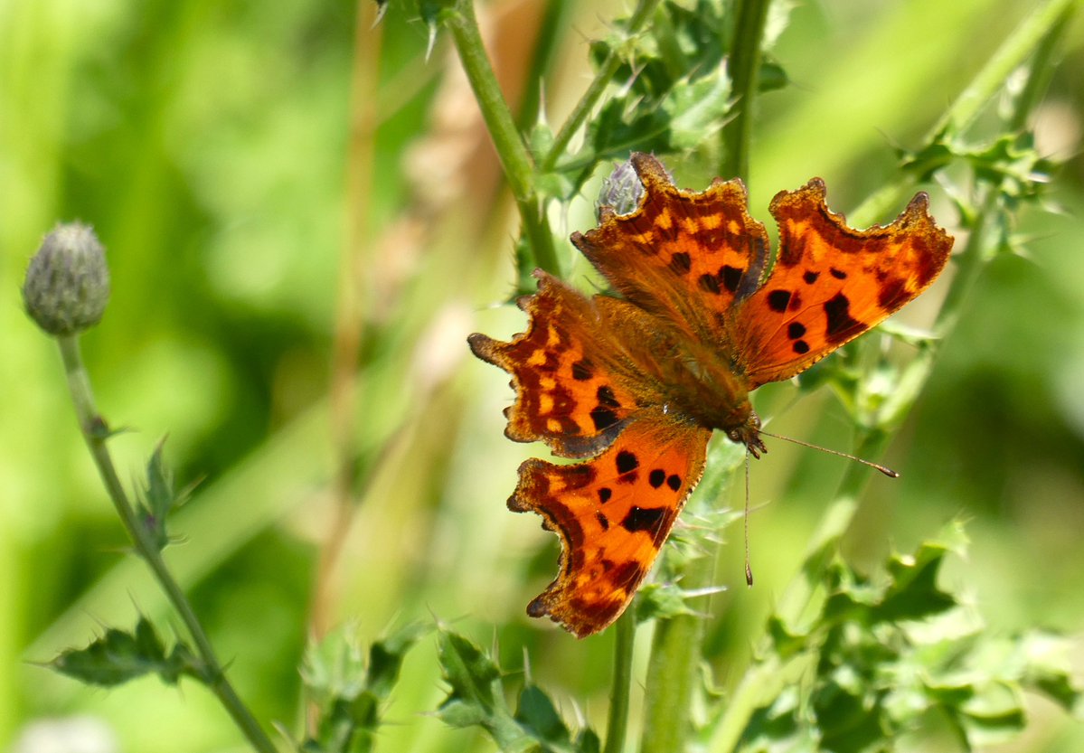 beatricegroves1's tweet photo. #Oxford commas 🧡🦋🤍
The beautifully burnished copper sheen &amp; scalloped wings of a comma nectaring on bramble flowers.
A splash of shade makes the tippex-ed punctuation mark on its underwing stand out brilliantly!
This is the mark after which the comma is named🦋 https://t.co/tALTT78mQY