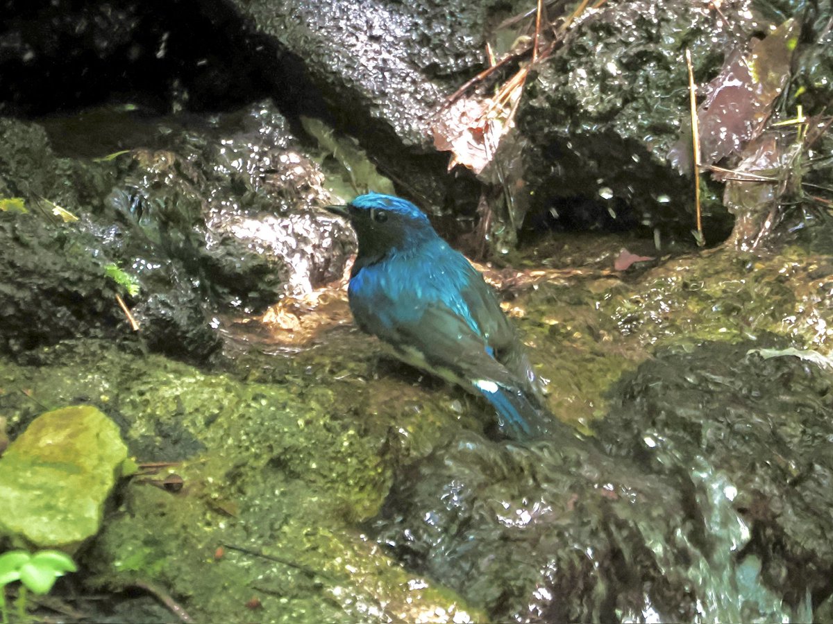 tostomo's tweet photo. 前のよりISO上がった
#オオルリ
#水場
#om1-markⅡ
#mzuiko100400mmf5063is
#om_photo
#om写真投稿
#om野鳥写真
#birders_gallery
#birds
#bird-gram
#birdphotography
#野鳥 
#ISO6400
#0ev
#f6.3
#1/250s https://t.co/g0ytG53RIU