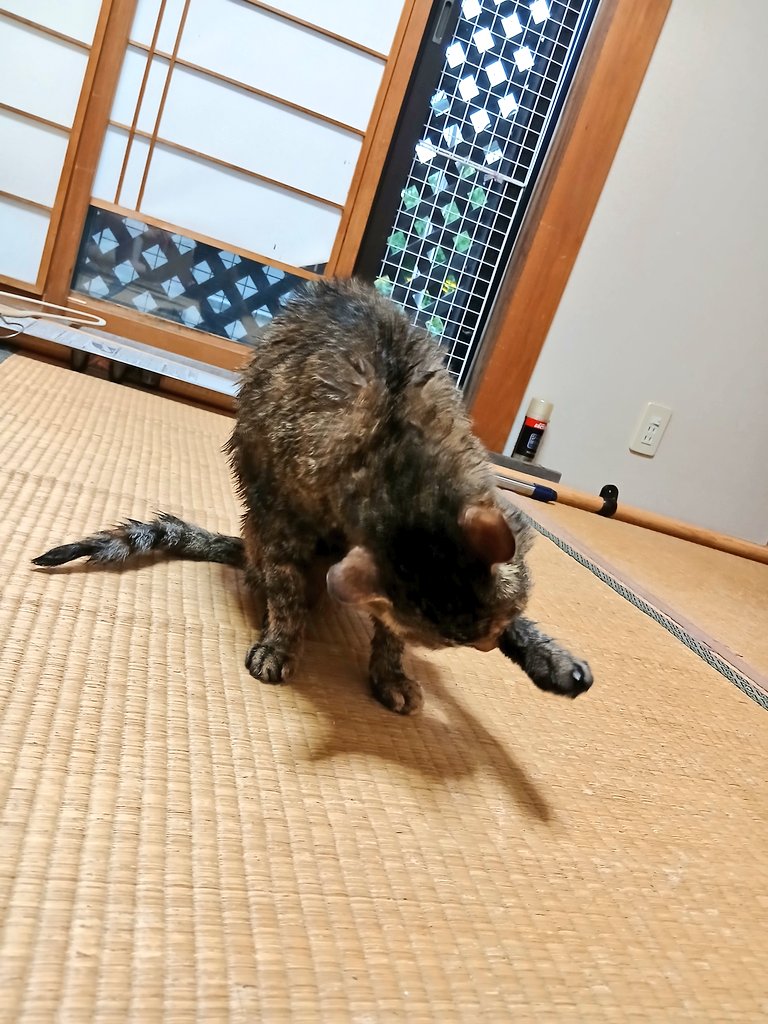 abmiru's tweet photo. おはようございます☁️🌂
梅雨空ですね
猫様、洗いました🌀
猫🦔 https://t.co/d9eyP11Bt0