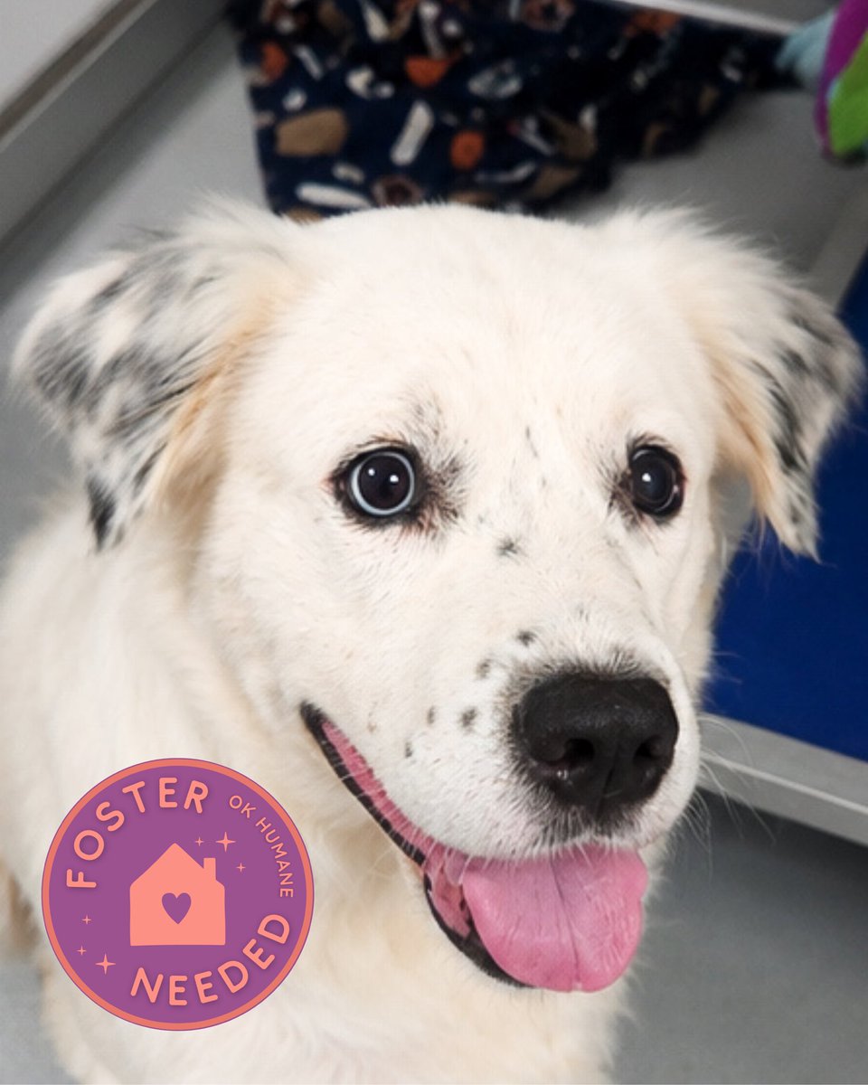 okhumane's tweet photo. Foster Girly Pop! 💝
She’s 3 y/o &amp; 65 lbs. She’s sweet and has been friendly with both people and dogs. She may be hard of hearing and partially blind, so she’s looking for a patient foster who can help her feel safe and loved.
Email foster@okhumane.org if you’d like to foster! https://t.co/mEikq4fJ9m