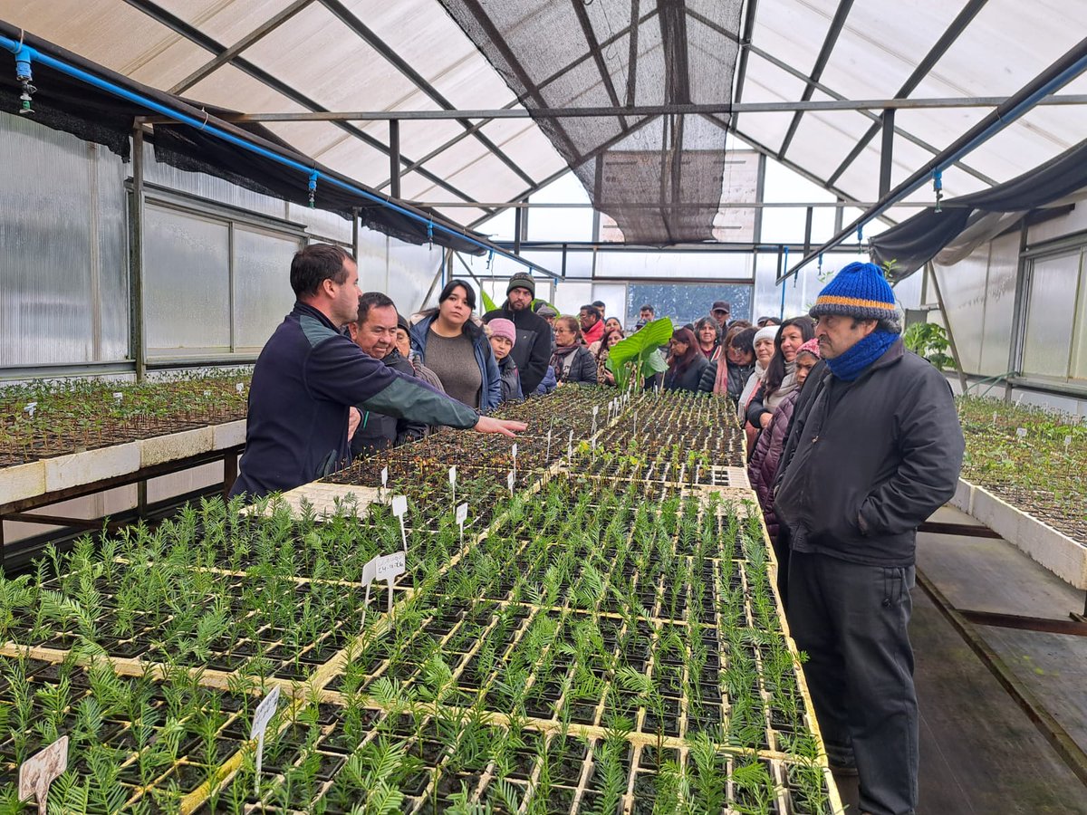conaf_araucania's tweet photo. 🌱En Vivero #CONAF #NuevaImperial se realizó capacitación teórico-práctica sobre producción de plantas nativas y exóticas, dirigida a integrantes del Programa para Pequeñas Localidades del MINVU y Municipalidad de Cholchol.

La jornada reunió 40 participantes. 🌿🤝 https://t.co/04mqbgjPMV