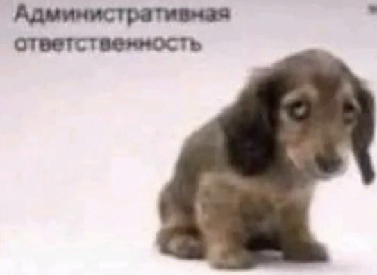 StaffyRIP tweet picture