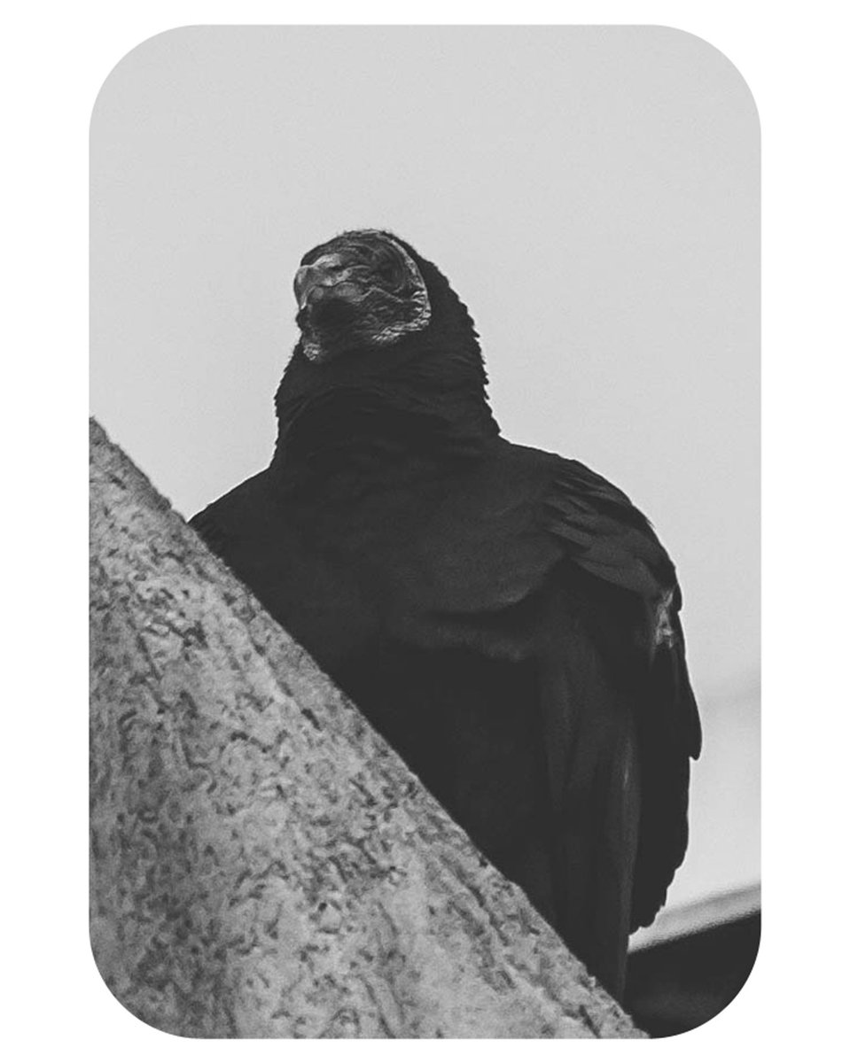 piazzoOK's tweet photo. 🐦‍⬛🐦‍⬛🐦‍⬛ https://t.co/QlLmPcTAnd