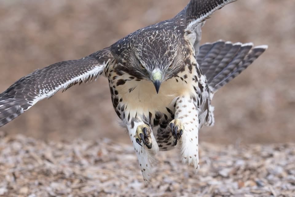 marcuccino's tweet photo. Juvenile Red-tailed Hawk playing in the playground. This young one was having fun diving into the wood chips🤣. #nature #birds #redtailedhawk #hawk #PlayGround #wildlife https://t.co/XT1D8cEUIj