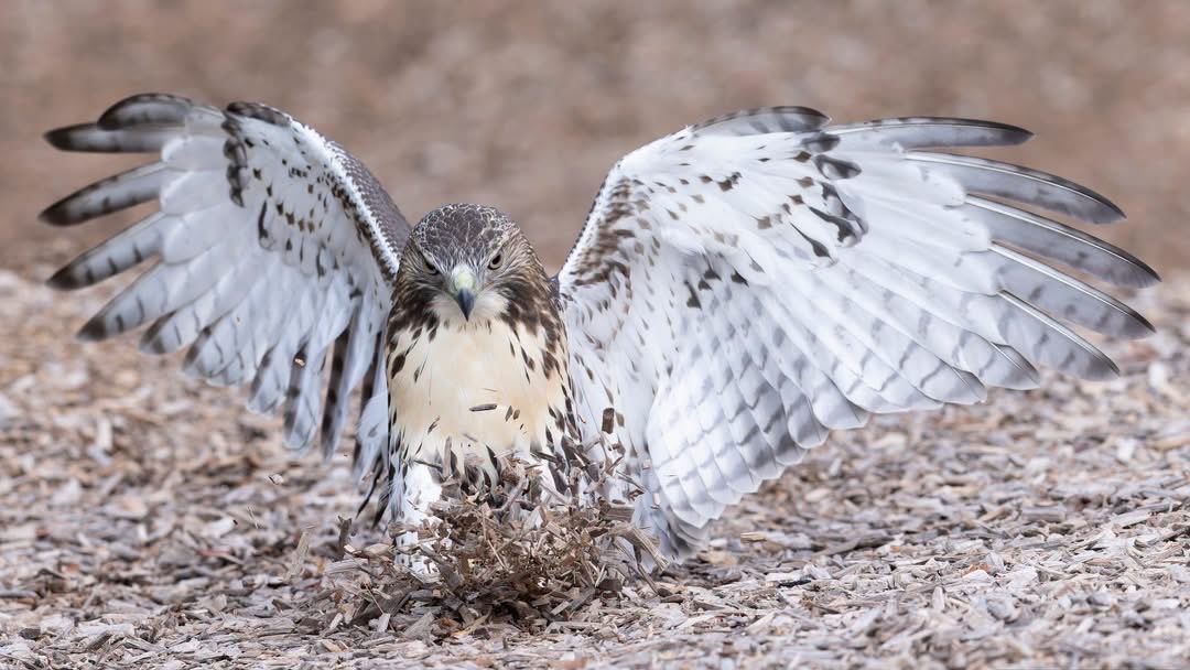 marcuccino's tweet photo. Juvenile Red-tailed Hawk playing in the playground. This young one was having fun diving into the wood chips🤣. #nature #birds #redtailedhawk #hawk #PlayGround #wildlife https://t.co/XT1D8cEUIj