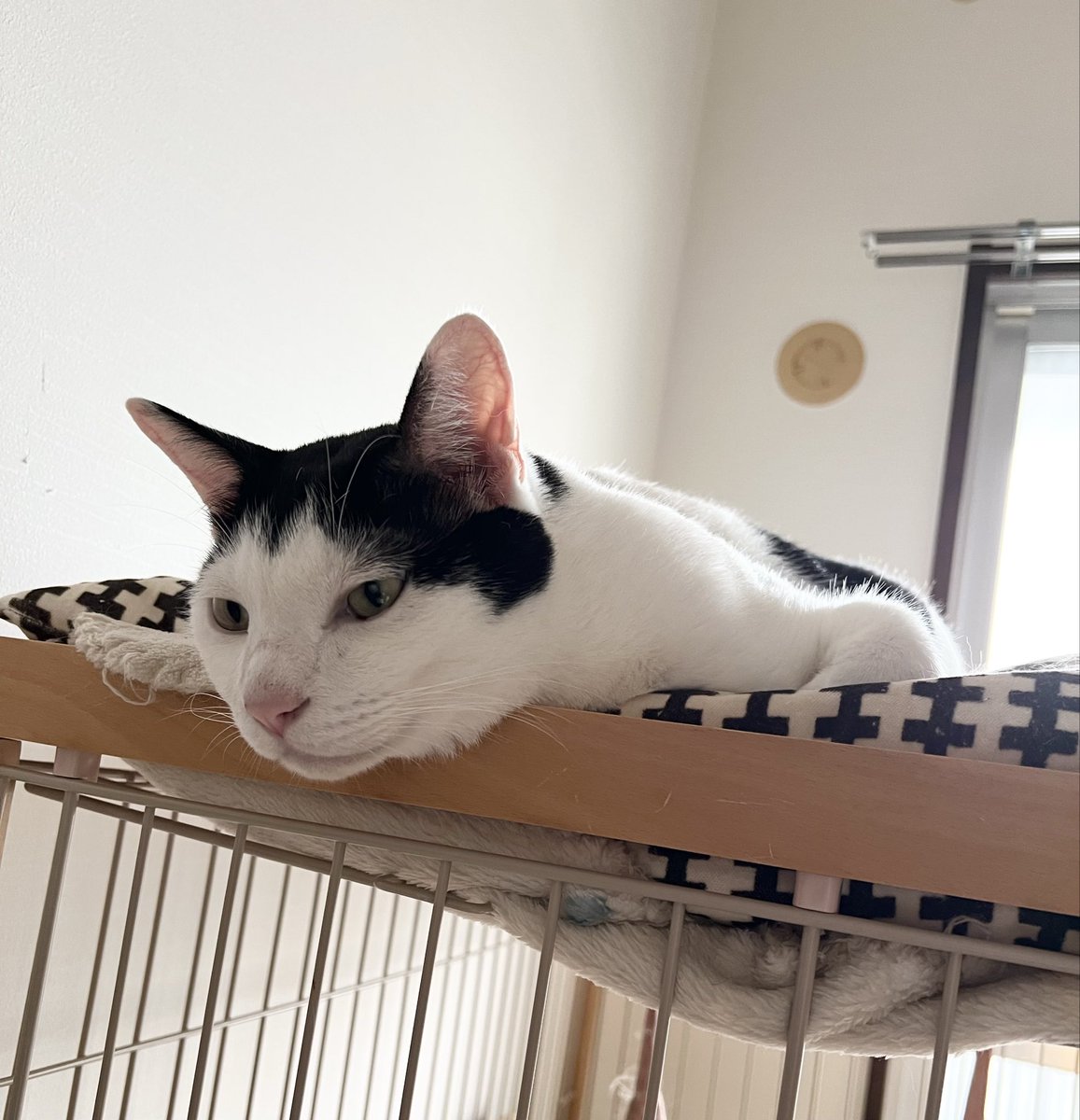 2022Subaru's tweet photo. 暑すぎー‼️ダレ猫になっちゃったよー❣️
＃猫自慢　＃猫好きさんと繋がりたい　＃猫気持ち　＃ダレ猫　＃保護猫　＃耳でか　＃おかっぱ頭の猫の昴君 https://t.co/vOr7ehWDo0
