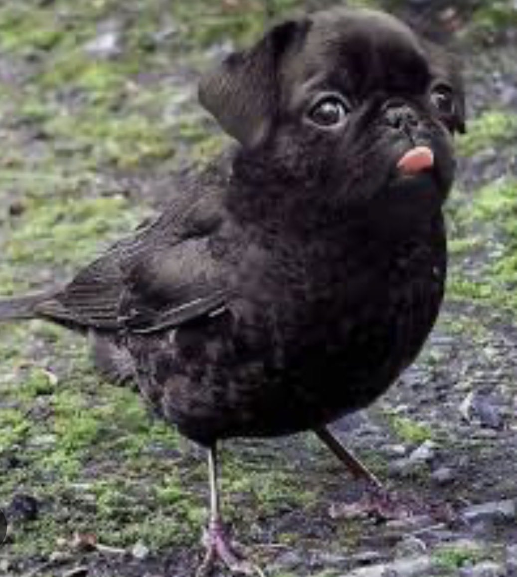 Puccinelyy's tweet photo. “im a dog ass btch” https://t.co/sclH2Ml5Wn